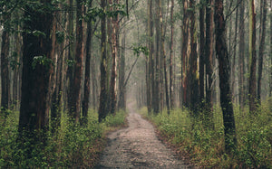 Our appreciation for nature through our Sustainability Trade-in Program